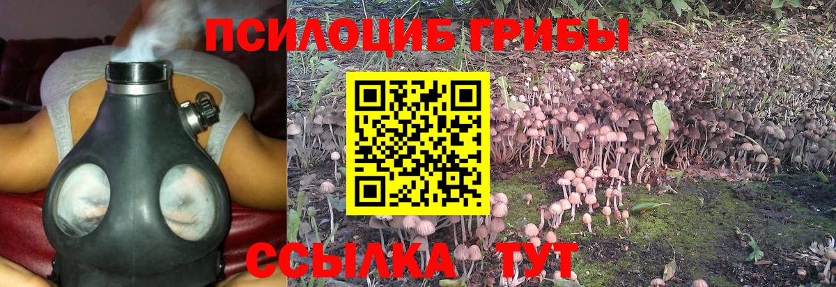 Галлюциногенные грибы Psilocybine cubensis Гудермес